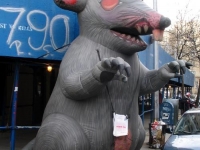 200_rats_1.jpg