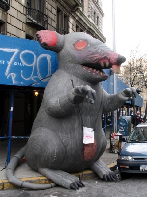 640_rats_1.jpg 