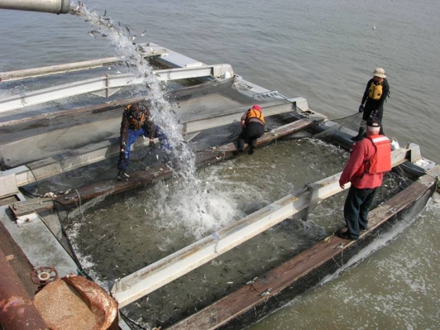 salmon_acclimation_pen.jpg 