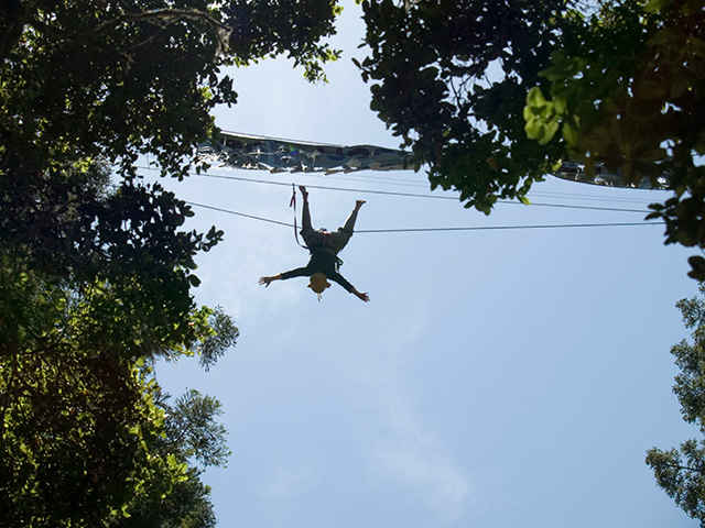 tree-sitter2_6-2-08.jpg 