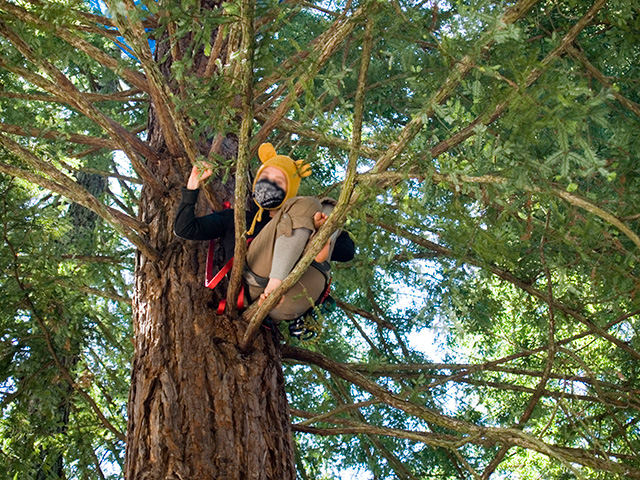 tree-sitter3_6-2-08.jpg 