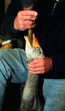 foiegras.jpg