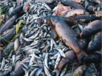 fishkill-1.jpg