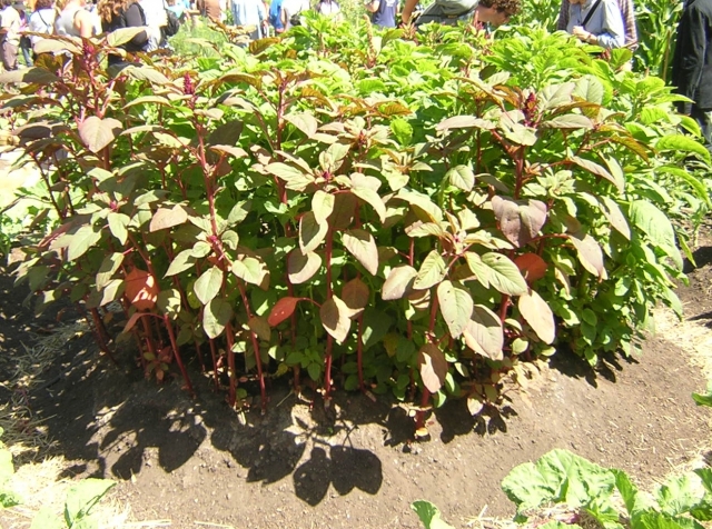 640_amaranth.jpg 