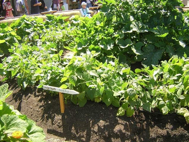 640_bushbeansandsquash.jpg 