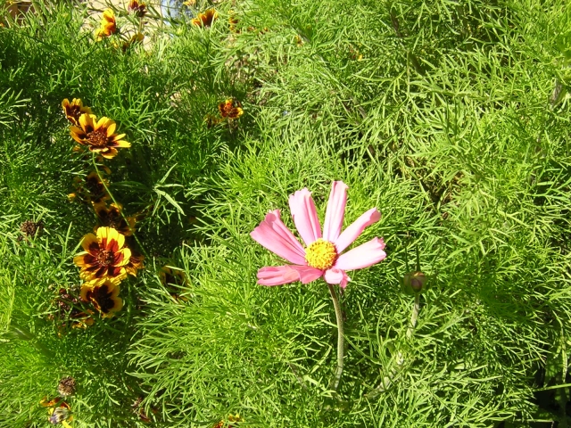 640_cosmos__2_.jpg 