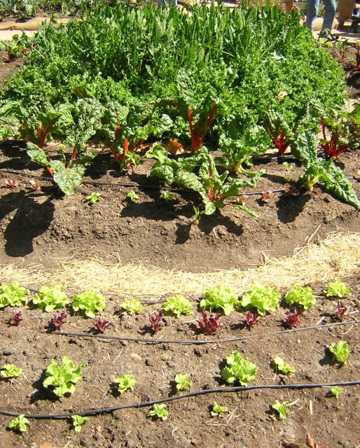 640_lettucechardetc.jpg 