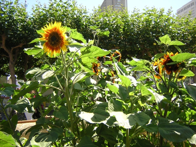 640_sunflowers.jpg 