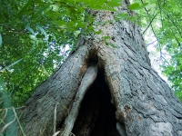 hollow-tree_9-3-08.jpg