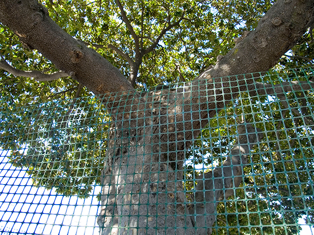 fenced-tree_9-24-08.jpg 