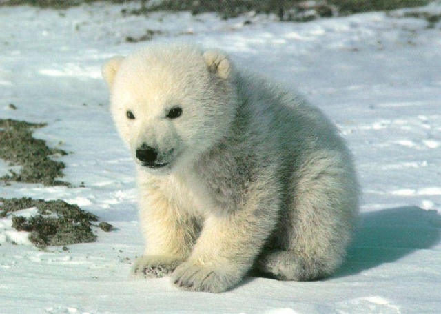 640_1sppolarbearbaby.jpg 