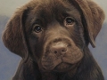 doggie.jpg