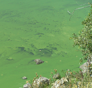 algae-bloom.gif 