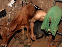 palestinian_in_gaza_smuggling_cow_for_food.jpg