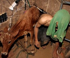 palestinian_in_gaza_smuggling_cow_for_food.jpg 