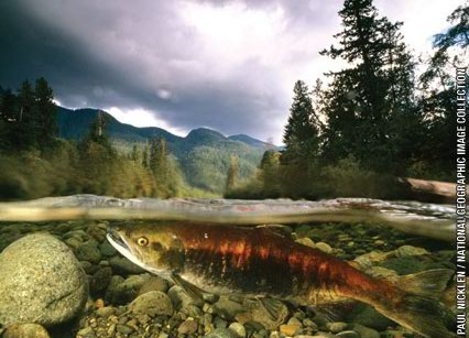 sockeyesalmon.jpg