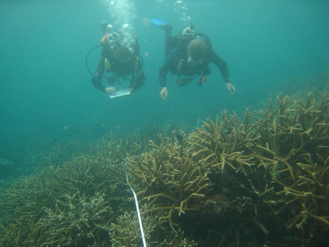 640_800px-reef_check_survey_buddy_pair.jpg 