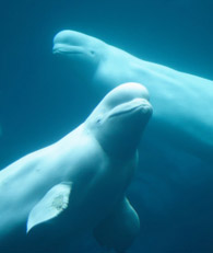 belugawhales2b.jpg 