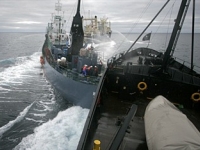 news_090205_2_3_whaling_opponents_collide_at_sea.jpg