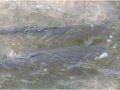 120_alameda_creek_steelhead.jpeg