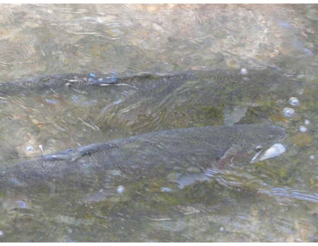640_alameda_creek_steelhead.jpeg 