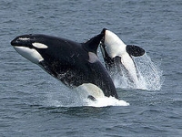 orca_photo_from_wikipedia.jpg