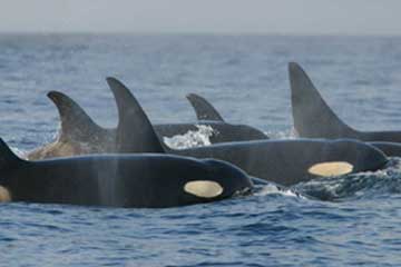 killerwhales_southernresidents.jpg 