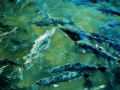 chinook_salmon.jpg
