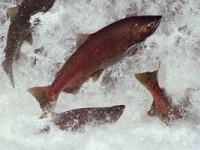 dwr_salmon_photo.jpg
