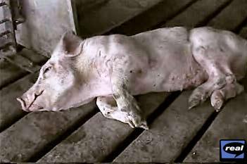 pigletabused.jpg 