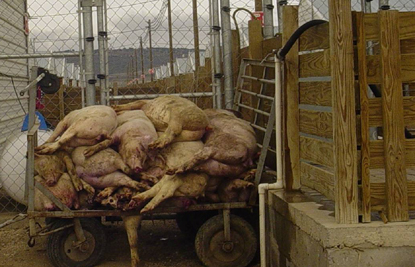 pigsinsmithfieldtruck.jpg 