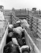 cowtryingtoescapechute.gif 