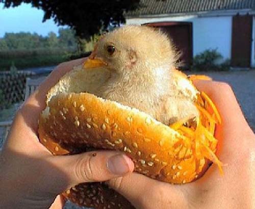 chickbabyinsandwich.jpg 