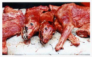 dogskoreanskinnedalive.jpg 