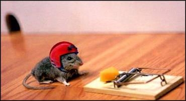 mouse.jpg 