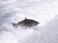 The Department of Water Resources will unveil its new non-physical "bubble curtain" barrier designed to protect San Joaquin River salmon on May 15.

DFG Chinook photo.
