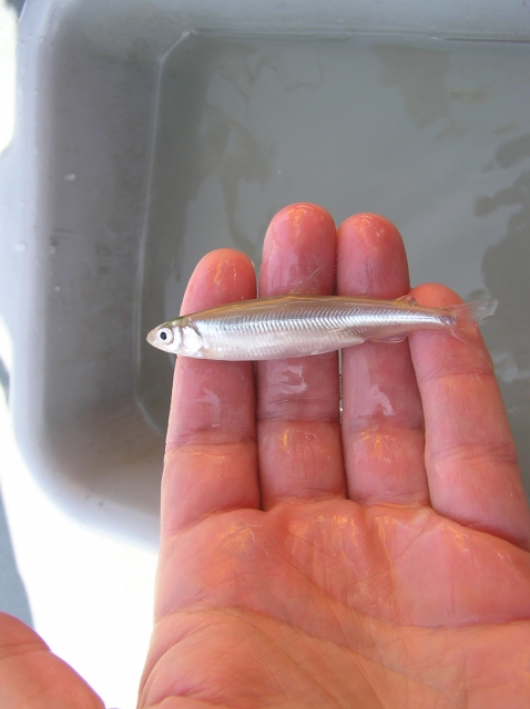 640_delta_smelt_in_hand2_usfws_peter_johnsen_2008_1_1_1.jpg 