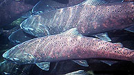 chinook_salmon_sm.jpg 