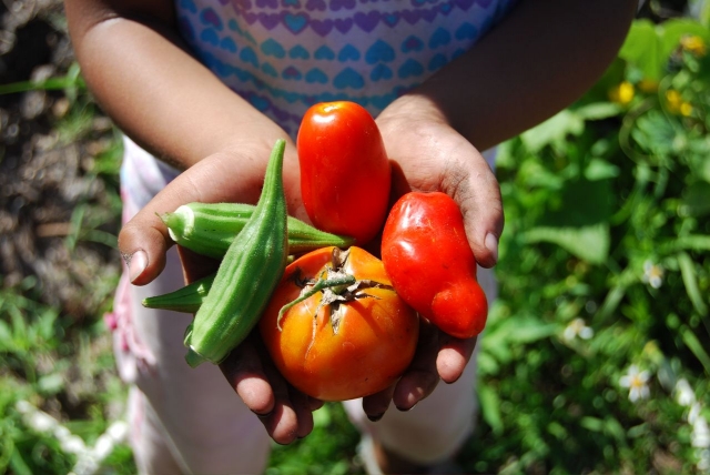 640_handswithveg.jpg 