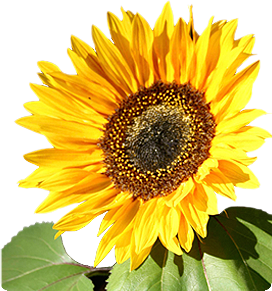 sunflower.png 