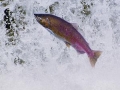 leaping_steelhead.jpg