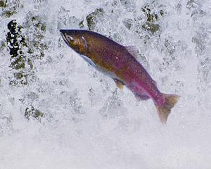 leaping_steelhead.jpg 