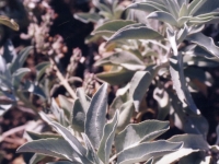 200_white_sage_leaf_detail.jpg