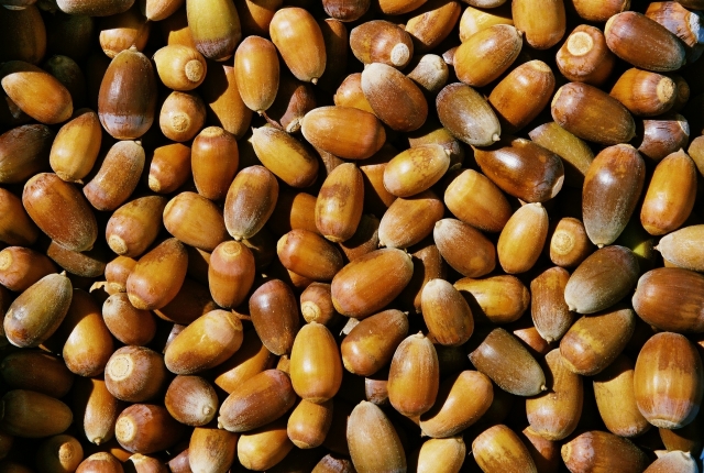 640_the_right_acorns_1.jpg 