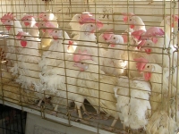 200_rescuedhens_markhawthorne.jpg