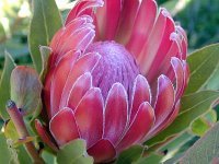 The following was forwarded to me: I urge everyone concerned about the demise of this valuable community and national environmental and educational resource to write to:  George Blumenthal Chancellor,