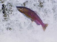 leaping_steelhead_1_1_1_1.jpg