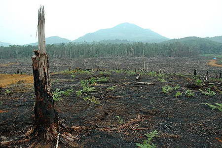 forestfirepalmoilplantation.jpg 