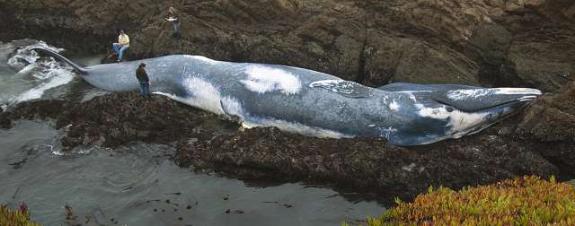 beached_blue_whale_chun.jpg 