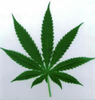 cannabis_leaf.jpg 